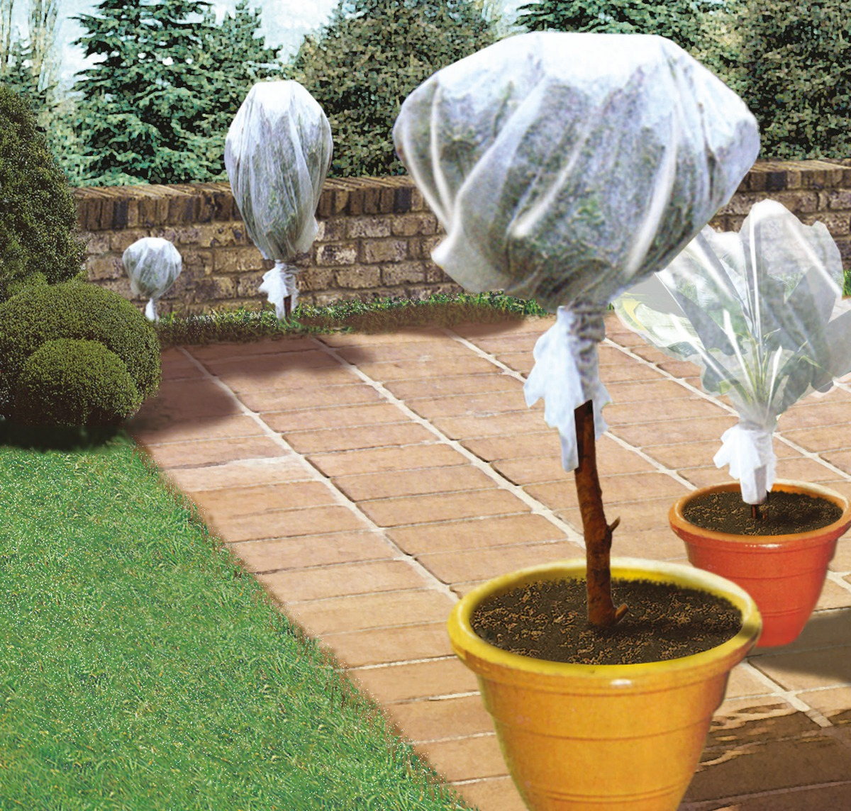 Plasticulture & protection Forçage et croissance