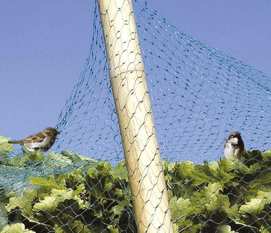 Protection oiseaux
